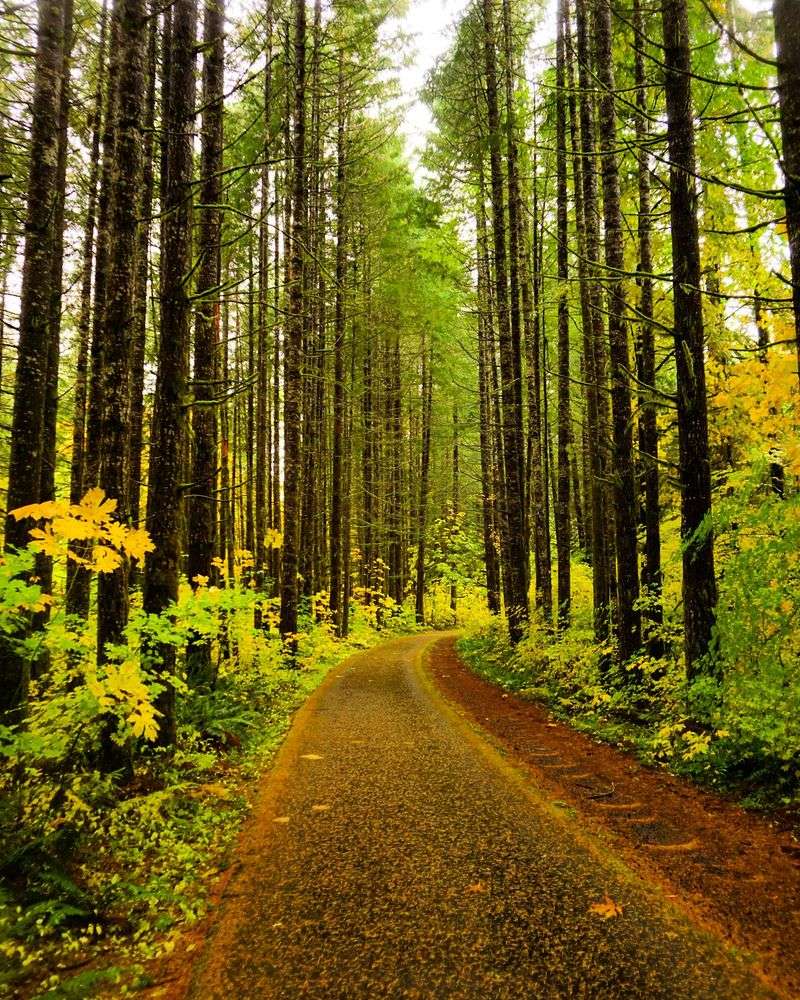 Forest Scenery That Earns Every Pedal Stroke Forest Scenery That Earns Every Pedal Stroke