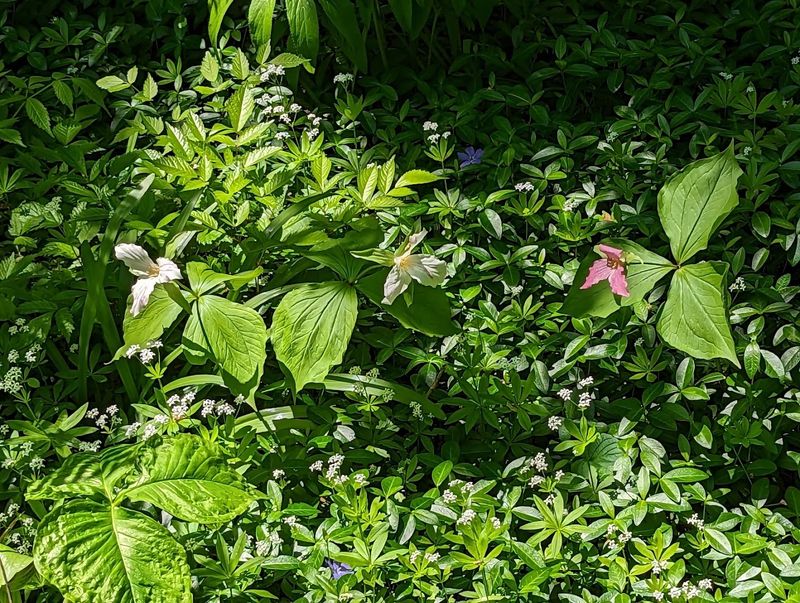 Forty Wildflower Species and a National Honor