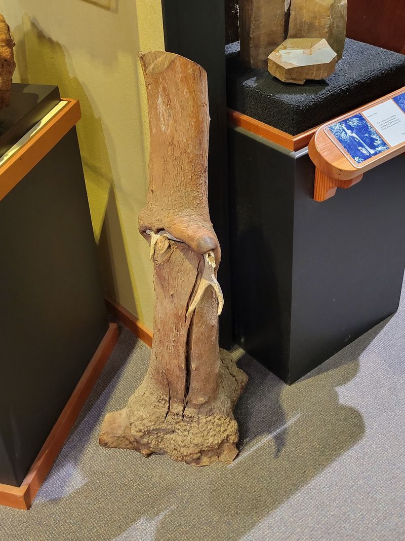 Fossils and Botanical Displays Reveal Ancient Landscapes