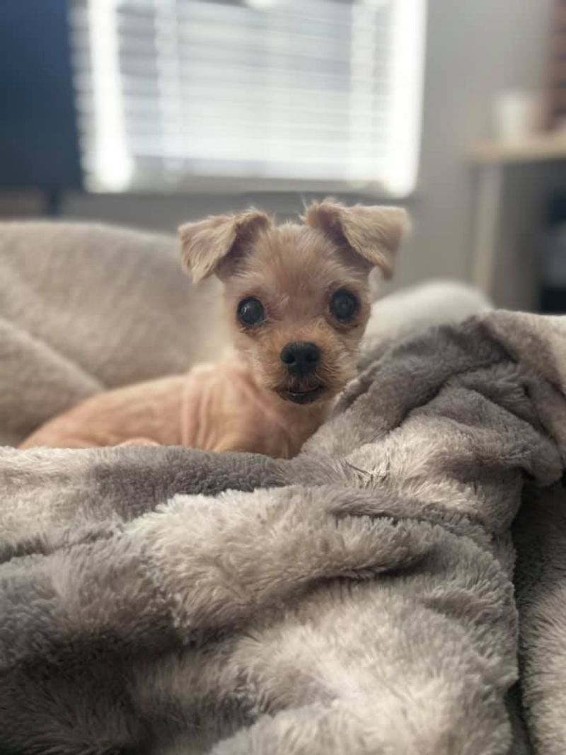 Fostering With The Chance To Adopt