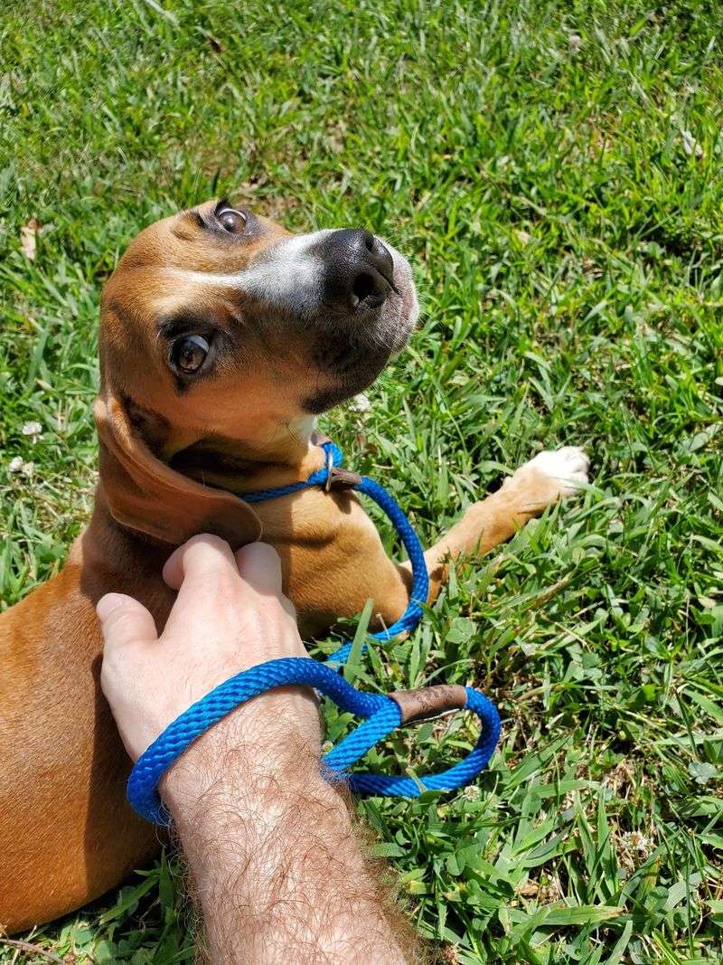 Fostering as a bridge before forever Fostering as a bridge before forever