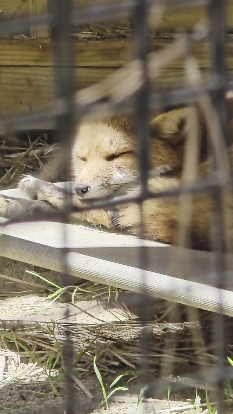 Foxes Raccoons And Familiar New Jersey Wildlife Foxes Raccoons And Familiar New Jersey Wildlife