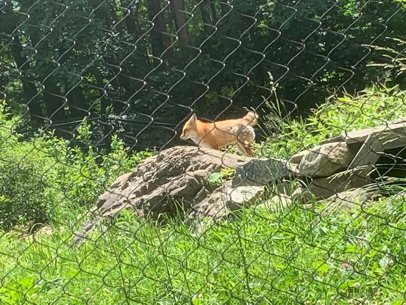 Foxes and Owls Just Feet Away Foxes and Owls Just Feet Away