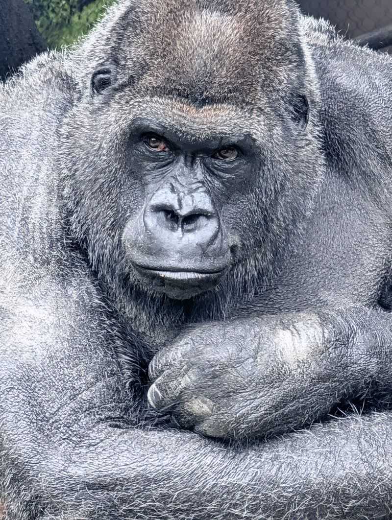 Franklin Park Zoo, Boston, MA