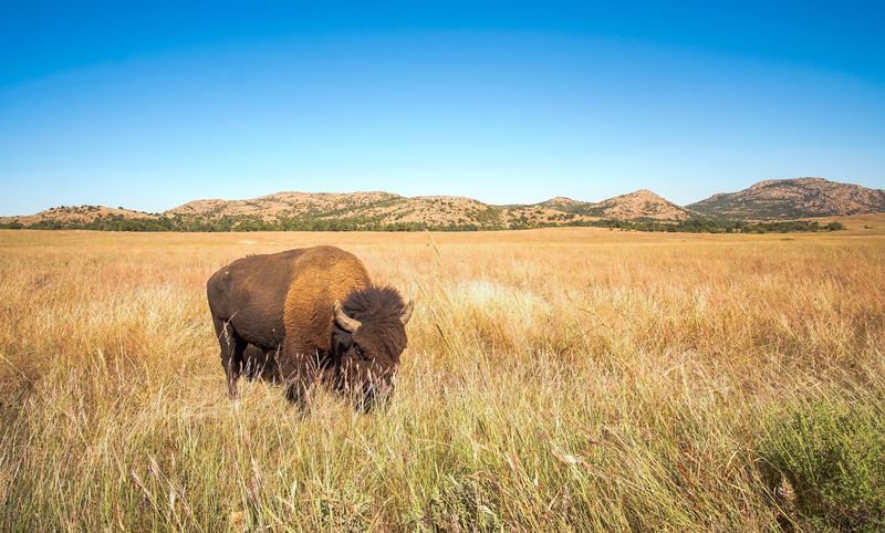 Free-Roaming Bison Herds Free-Roaming Bison Herds