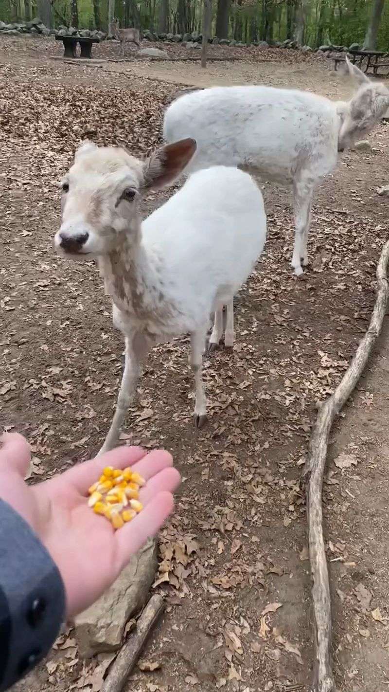 Free-Roaming Deer That Come Right to You Free-Roaming Deer That Come Right to You