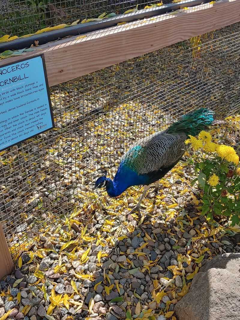 Free-Roaming Peacocks and Unexpected Encounters Free-Roaming Peacocks and Unexpected Encounters