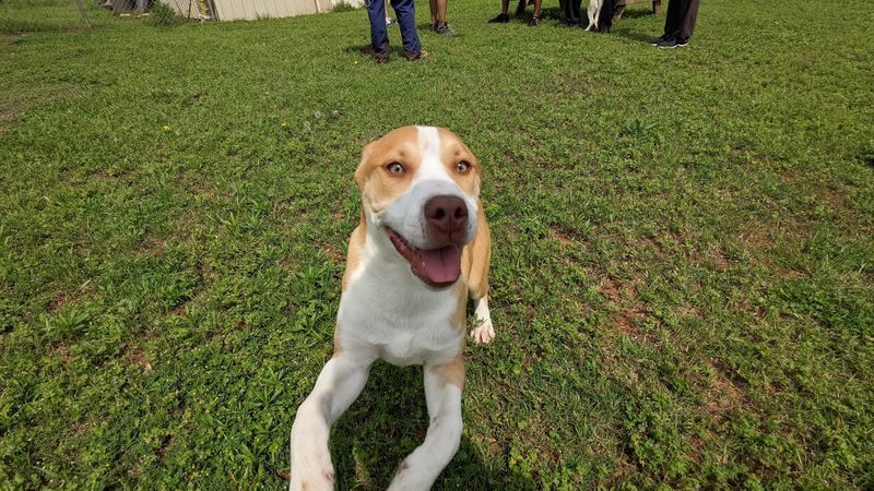 Free to Live Animal Sanctuary Free to Live Animal Sanctuary