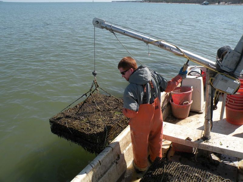 Fresh Oysters and Watermen Culture Fresh Oysters and Watermen Culture