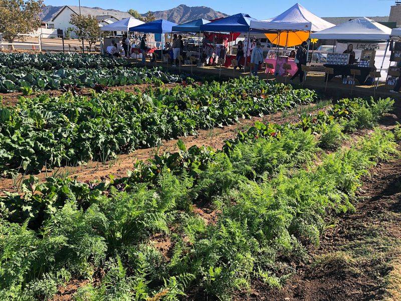 Fresh Produce You Can Shop From the Garden