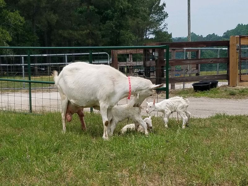 Fresh Raw Goat Milk by the Bottle Fresh Raw Goat Milk by the Bottle
