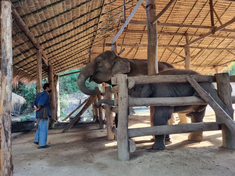 Friends of the Asian Elephant Hospital, Lampang, Thailand Friends of the Asian Elephant Hospital, Lampang, Thailand