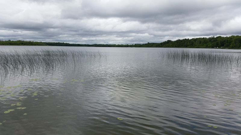 Frogs, Wildlife, and the Sounds of a Living Lake Frogs, Wildlife, and the Sounds of a Living Lake