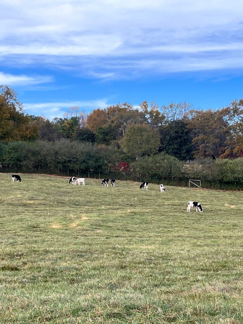 From Grazing Pasture to Gallon Jug From Grazing Pasture to Gallon Jug