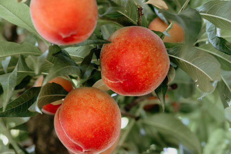 Fruit That Never Sees Cold Storage