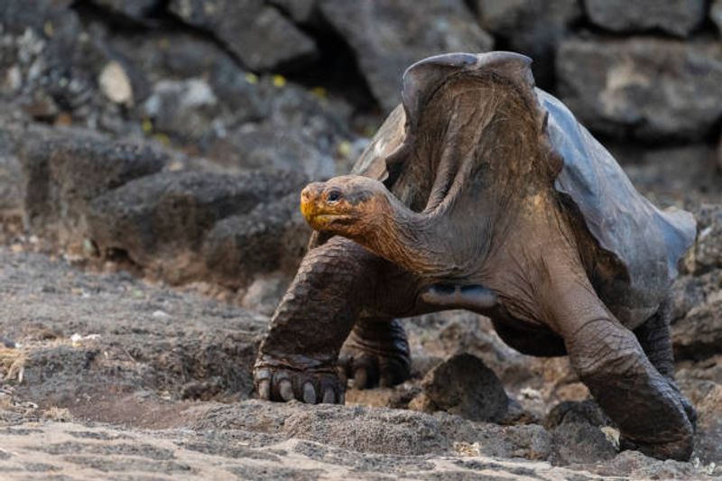 Galapagos Islands, Ecuador
