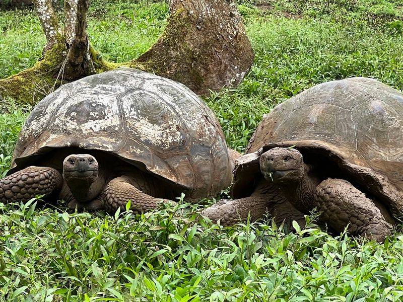 Galápagos National Park, Puerto Ayora, Santa Cruz Island, Ecuador