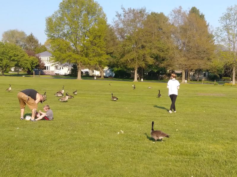 Geese, Ducks, and Everyday Wildlife Geese, Ducks, and Everyday Wildlife