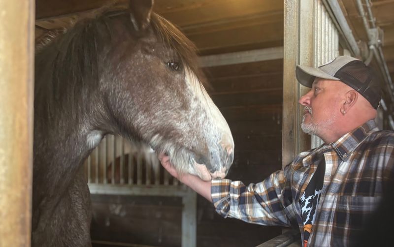 Gentle Giants Draft Horse Rescue Gentle Giants Draft Horse Rescue