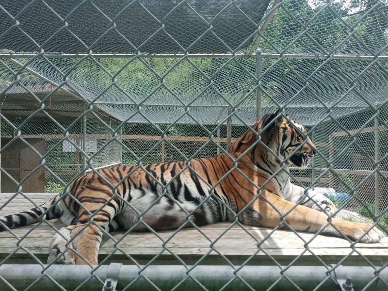 Getting Close to the Big Cats Getting Close to the Big Cats