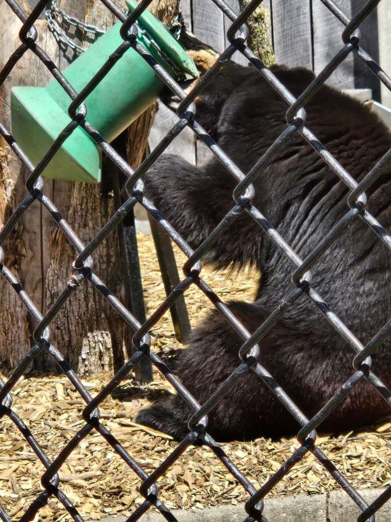 Getting Face to Face with a Black Bear Getting Face to Face with a Black Bear