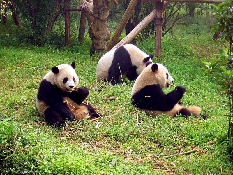 Giant Panda Giant Panda