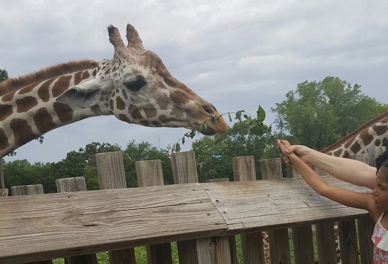 Giraffe Feeding and the Hands-On Animal Experiences Giraffe Feeding and the Hands-On Animal Experiences