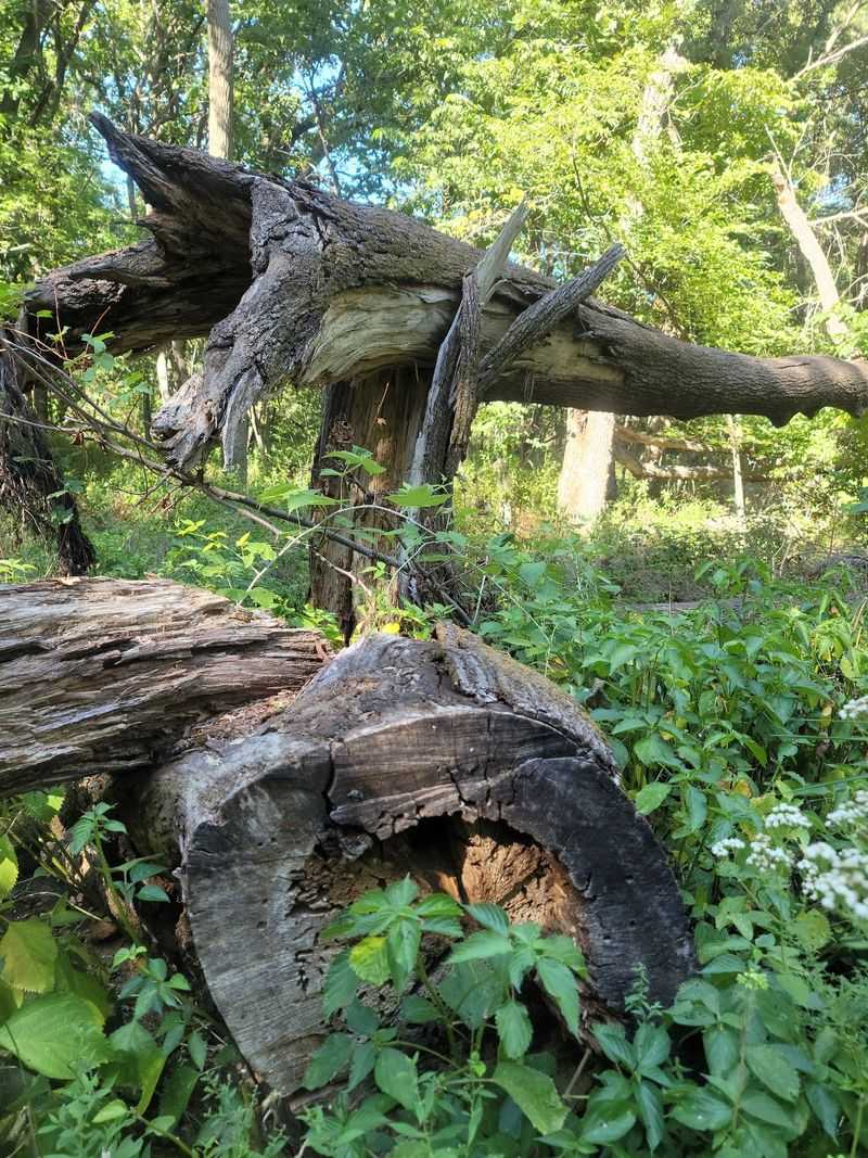 Gnarled Oak Woods That Feel Ancient Gnarled Oak Woods That Feel Ancient