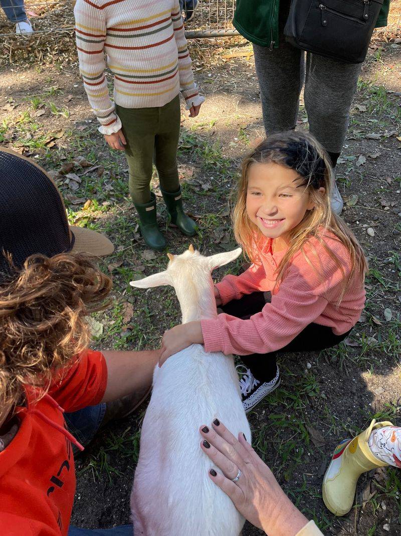 Goat Feeding as a Hands-On Highlight Goat Feeding as a Hands-On Highlight