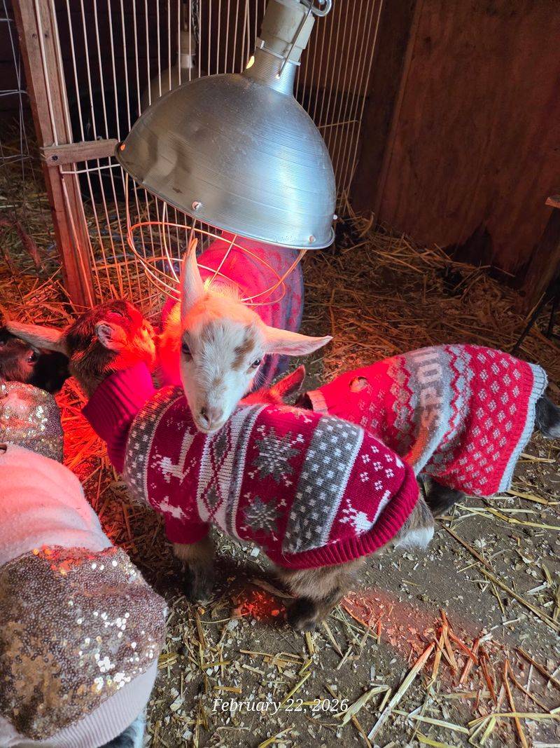 Goat Yoga, Pajama Parties, and Other Playful Events Goat Yoga, Pajama Parties, and Other Playful Events