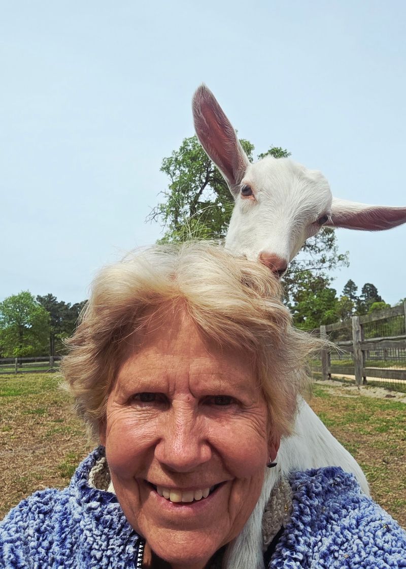 Goat Yoga That Doubles as Comedy Goat Yoga That Doubles as Comedy