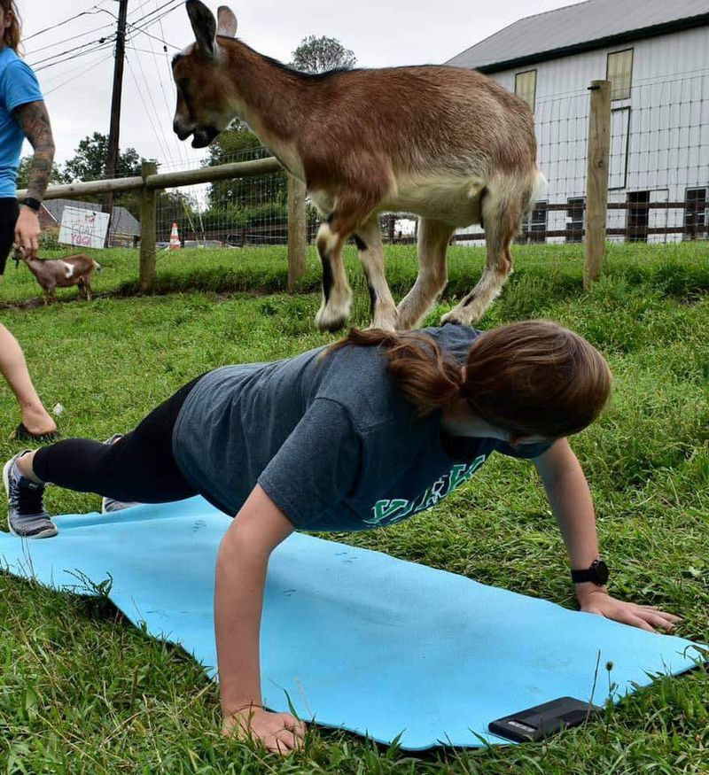Goat Yoga: Where Wellness Gets a Woolly Upgrade Goat Yoga: Where Wellness Gets a Woolly Upgrade