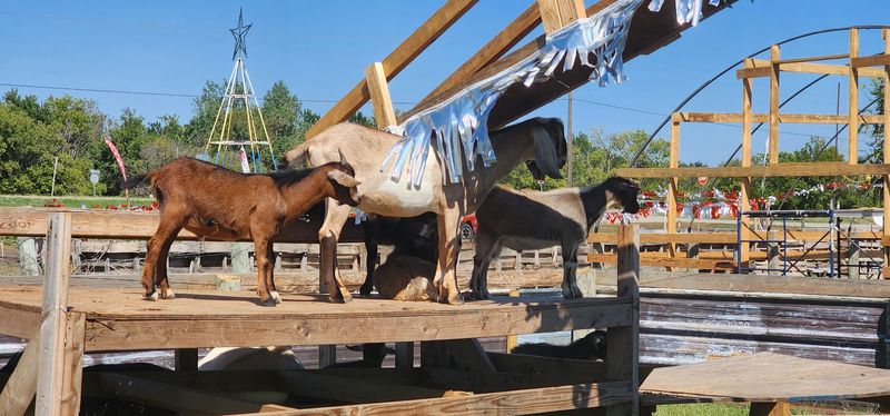 Goats, Chickens, Horses, and More