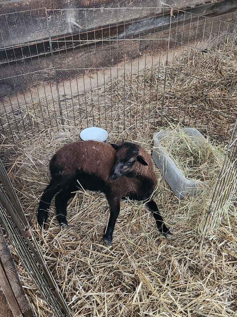 Goats, Donkeys, and a Cast of Characters