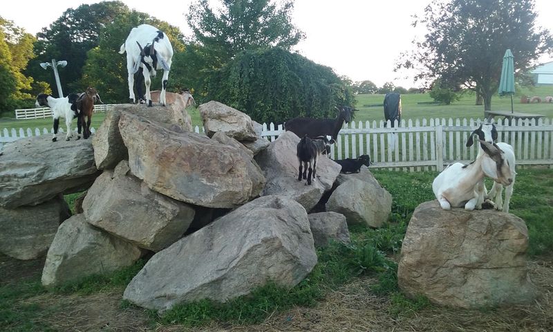 Goats Near The Lawn Goats Near The Lawn
