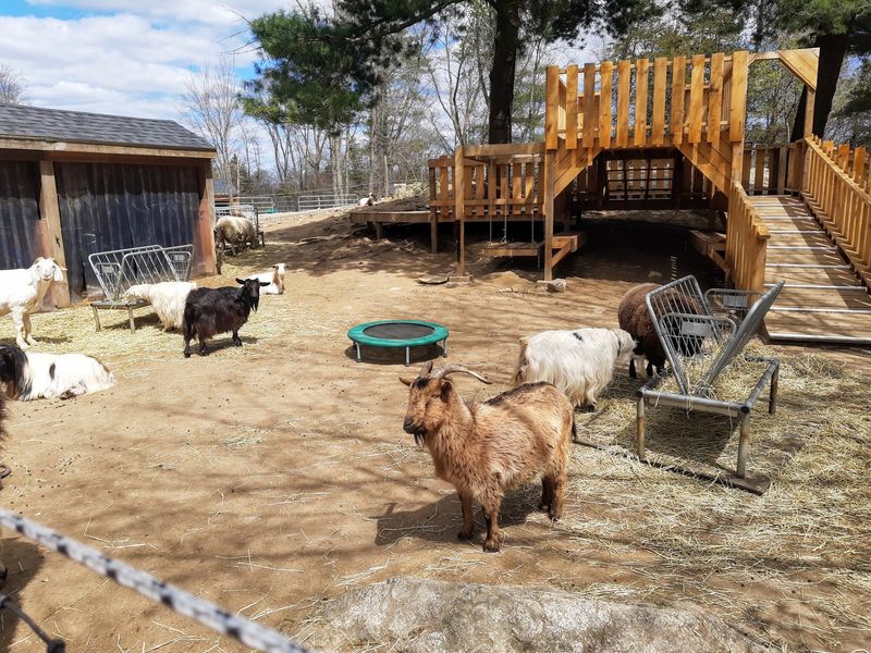 Goats, Pigs, Horses, and a Whole Barnyard Cast Goats, Pigs, Horses, and a Whole Barnyard Cast