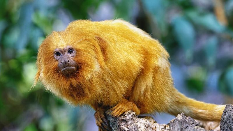 Golden Lion Tamarin Golden Lion Tamarin