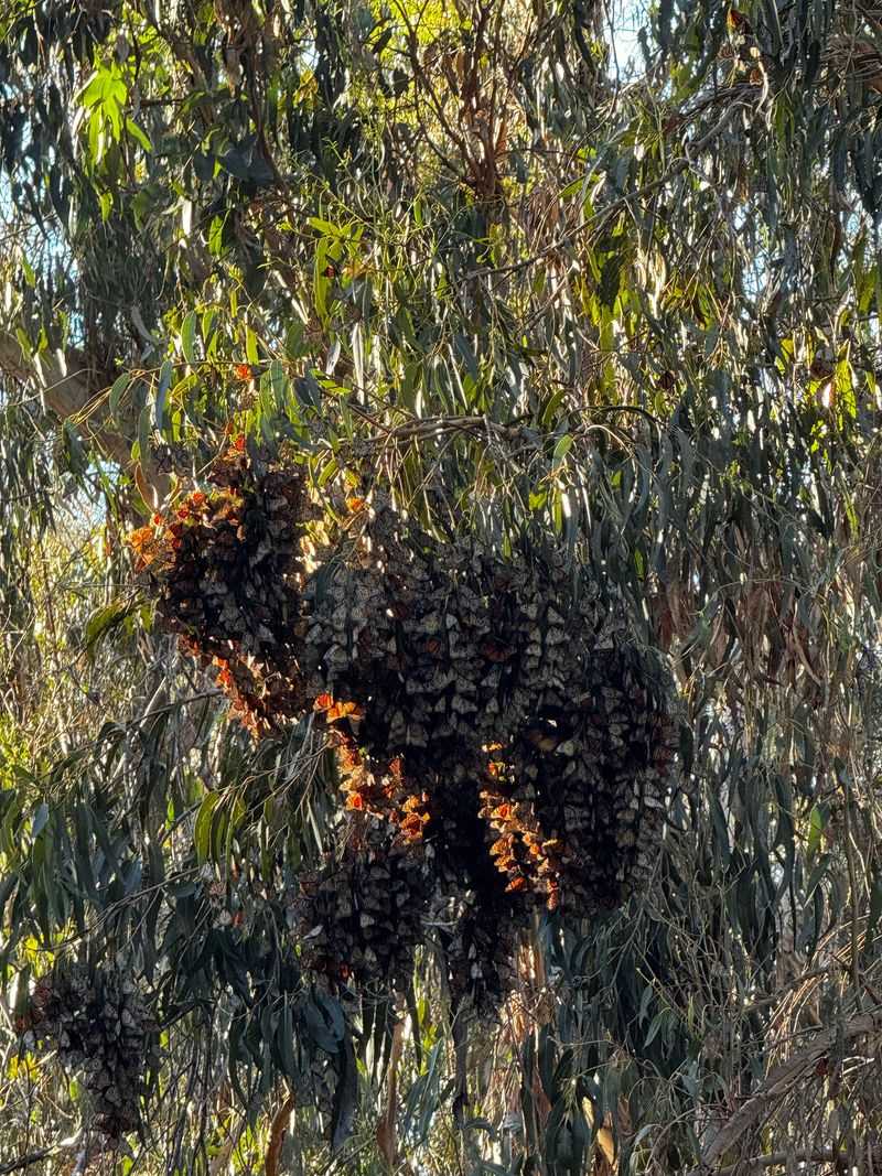 Goleta Monarch Butterfly Grove at Ellwood Mesa, Goleta, California Goleta Monarch Butterfly Grove at Ellwood Mesa, Goleta, California