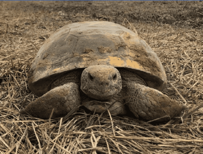Gopher Tortoises Gopher Tortoises