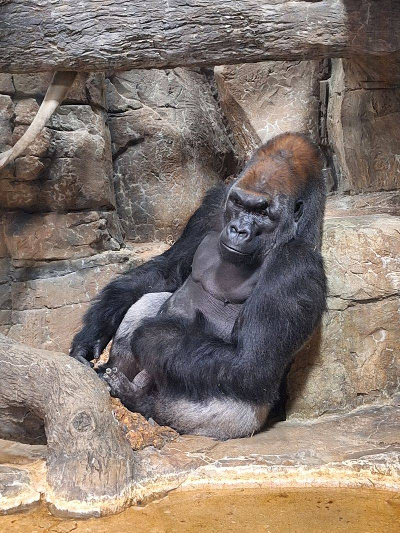 Gorillas, Giraffes, Tigers, and the Animals You Did Not Expect Gorillas, Giraffes, Tigers, and the Animals You Did Not Expect