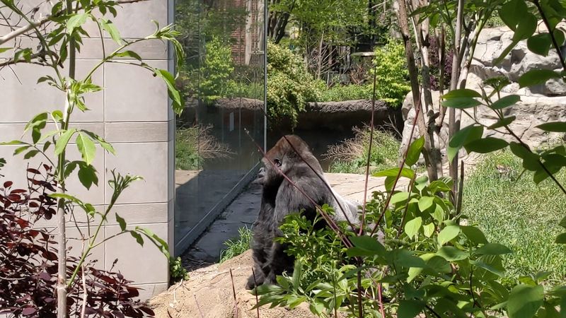 Gorillas, Lions, and the Big Cats That Stop You in Your Tracks