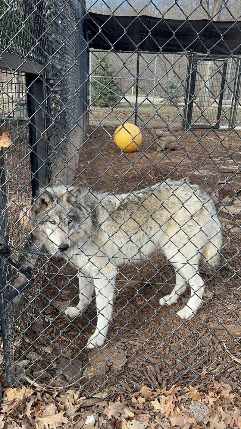 Gray Wolves You Can Actually See Clearly Gray Wolves You Can Actually See Clearly