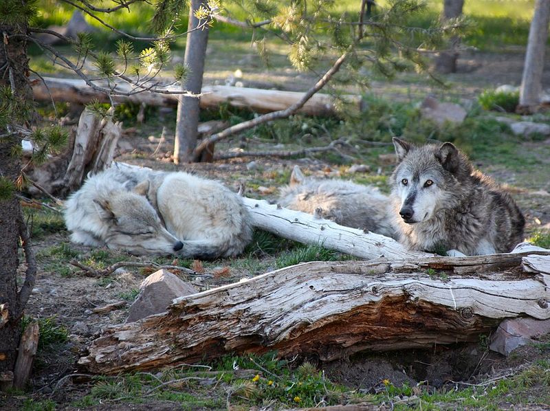 Gray Wolves Gray Wolves