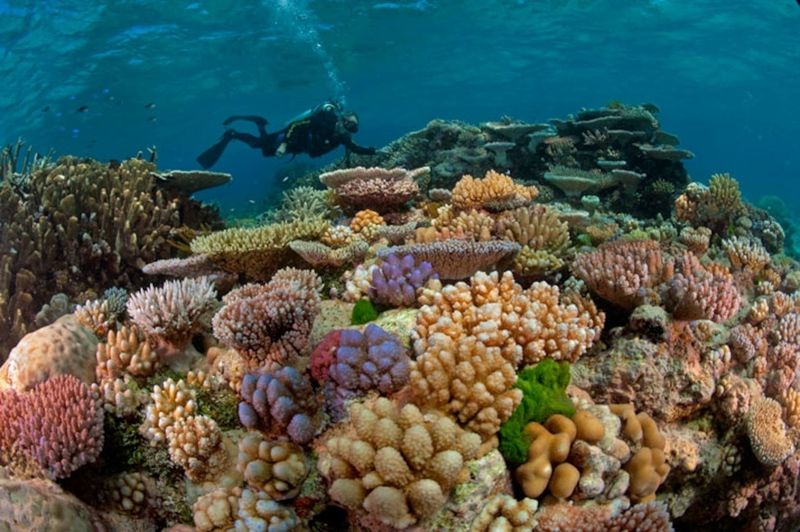 Great Barrier Reef, Queensland, Australia