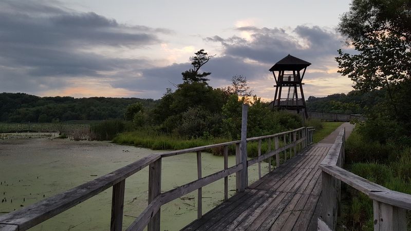 Great Blue Herons and the Birds That Rule This Wetland Great Blue Herons and the Birds That Rule This Wetland