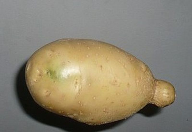 Green Potatoes