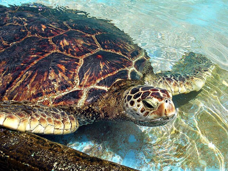 Green Sea Turtle Green Sea Turtle