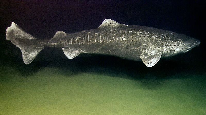 Greenland Shark: Potentially Several Centuries Old Greenland Shark: Potentially Several Centuries Old