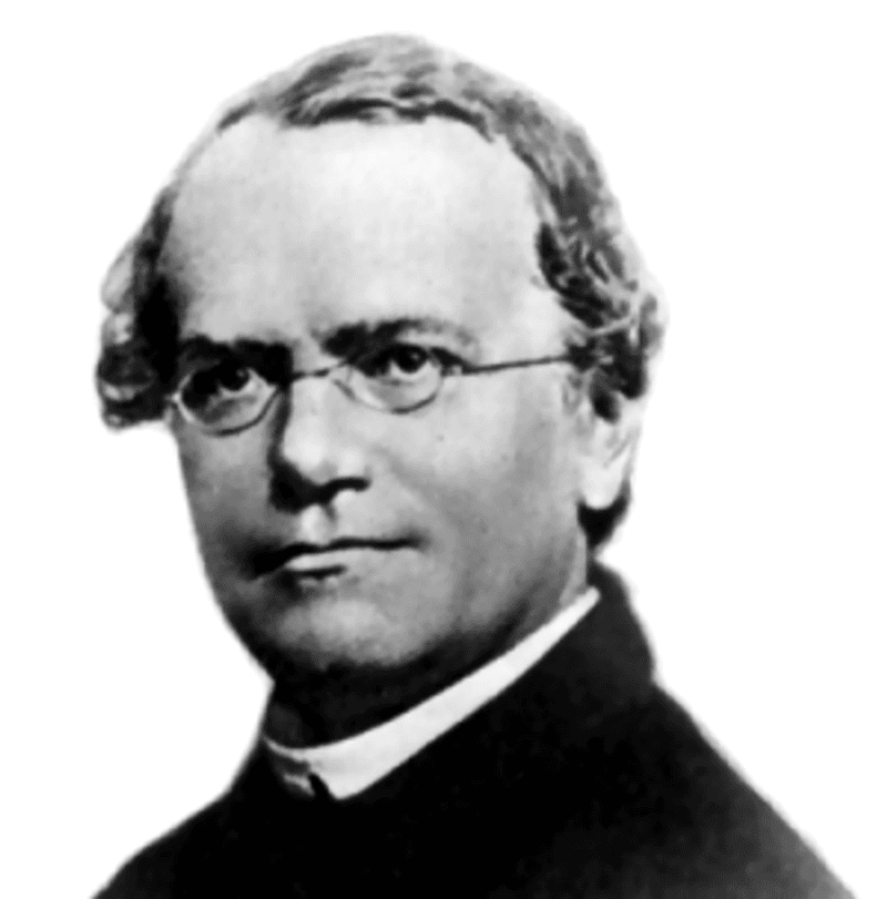 Gregor Mendel: The Monk Whose Pea Plants Explained Inheritance Gregor Mendel: The Monk Whose Pea Plants Explained Inheritance