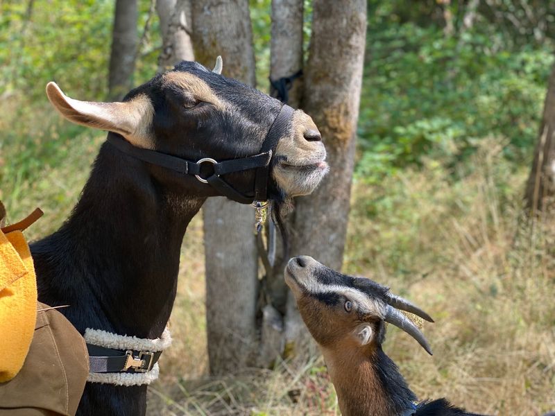 Guided Goat Walks and Picnic Tours Guided Goat Walks and Picnic Tours
